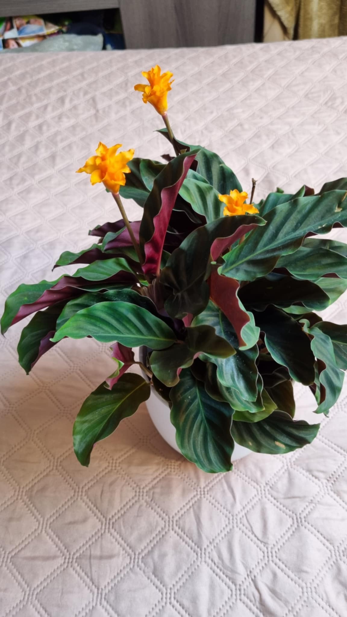 Eternal Flame Plant
